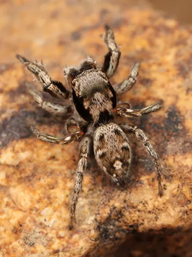 Habronattus coecatus - photo 2