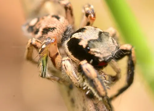 Habronattus coecatus - photo 3