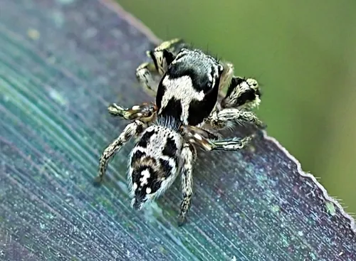 Habronattus coecatus - photo 4