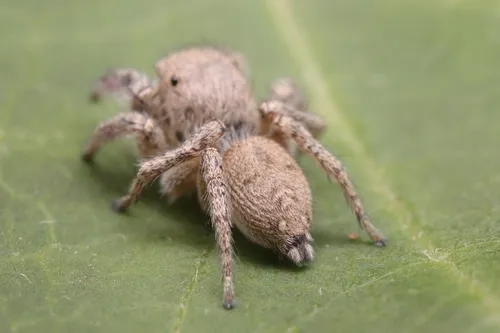 Habronattus coecatus - photo 5