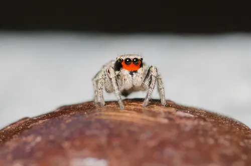 Habronattus coecatus - photo 6