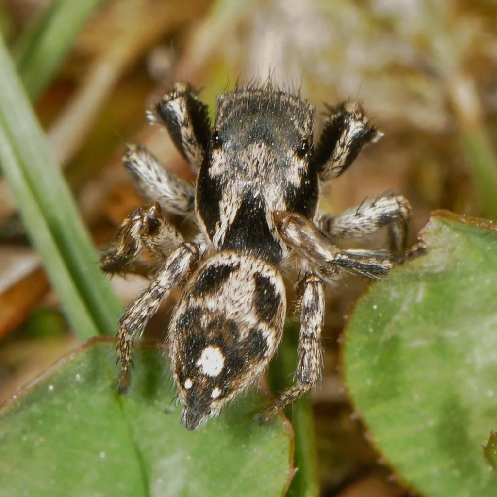 Habronattus coecatus - photo 7