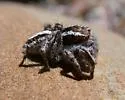 Habronattus cognatus