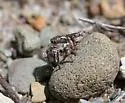 Habronattus cognatus - photo 2