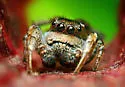 Habronattus cognatus - photo 3