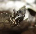 Habronattus cognatus - photo 4