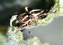 Habronattus cognatus - photo 5