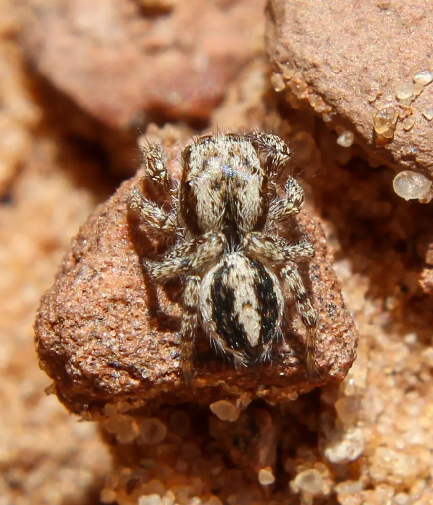 Habronattus conjunctus - photo 2