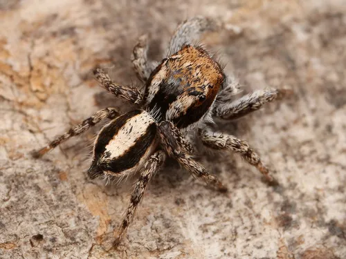 Habronattus conjunctus - photo 4