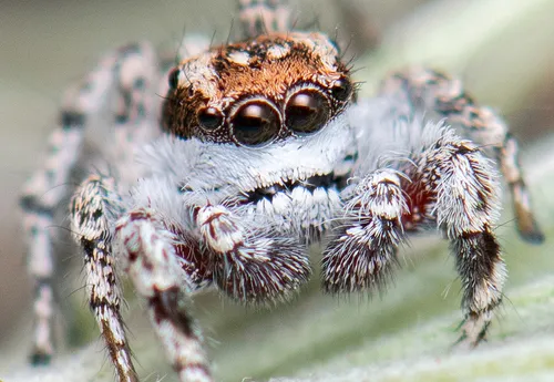 Habronattus conjunctus - photo 5