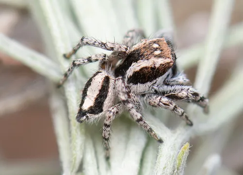 Habronattus conjunctus - photo 6