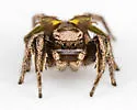 Habronattus cuspidatus - Habronattus cuspidatus