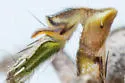 Habronattus cuspidatus - photo 2