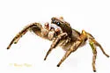 Habronattus cuspidatus - photo 3
