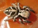Habronattus cuspidatus - photo 4