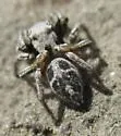 Habronattus cuspidatus - photo 5