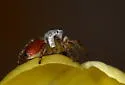 Habronattus decorus - Habronattus decorus