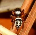 Habronattus decorus - photo 2