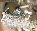 Habronattus decorus - photo 3