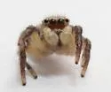 Habronattus decorus - photo 4