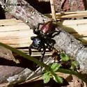 Habronattus decorus - photo 5