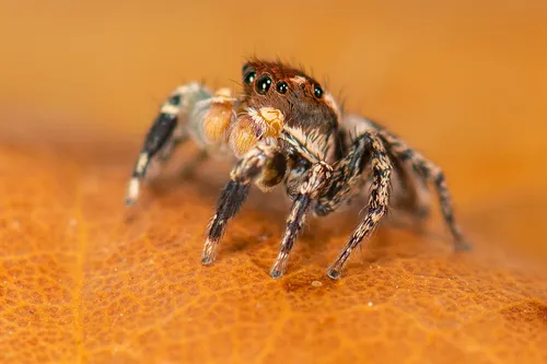 Habronattus delectus - photo 2