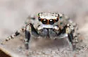 Habronattus dorotheae - photo 3