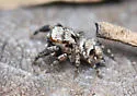 Habronattus dorotheae - photo 4