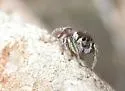 Habronattus dossenus