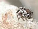 Habronattus dossenus - photo 2
