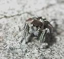 Habronattus dossenus - photo 3
