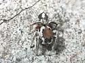 Habronattus dossenus - photo 4