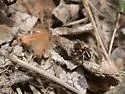 Habronattus dossenus - photo 5