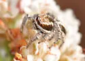 Habronattus elegans - photo 2