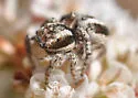 Habronattus elegans - photo 3