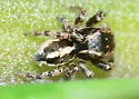 Habronattus elegans - photo 4