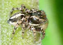 Habronattus elegans - photo 5