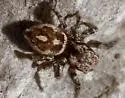 Habronattus fallax - photo 2