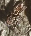 Habronattus fallax - photo 3