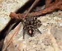 Habronattus fallax - photo 4
