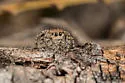 Habronattus fallax - photo 5