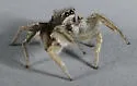 Habronattus festus