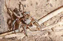 Habronattus festus - photo 2