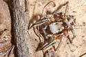 Habronattus festus - photo 3