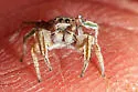 Habronattus festus - photo 4