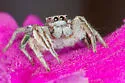 Habronattus festus - photo 5