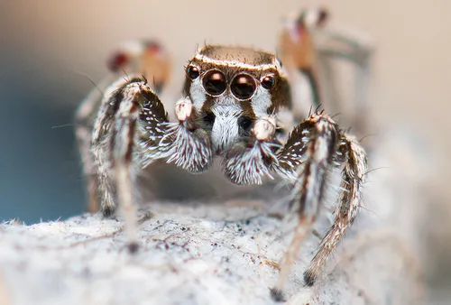 Habronattus formosus - photo 2