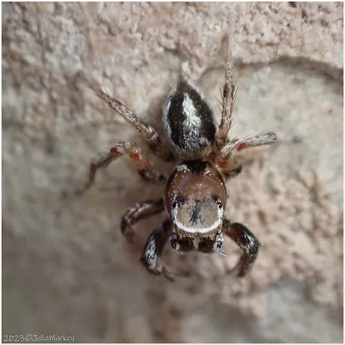 Habronattus formosus - photo 3