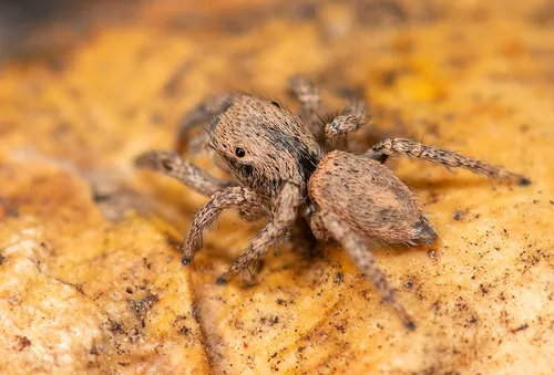 Habronattus formosus - photo 4