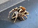 Habronattus forticulus - photo 2